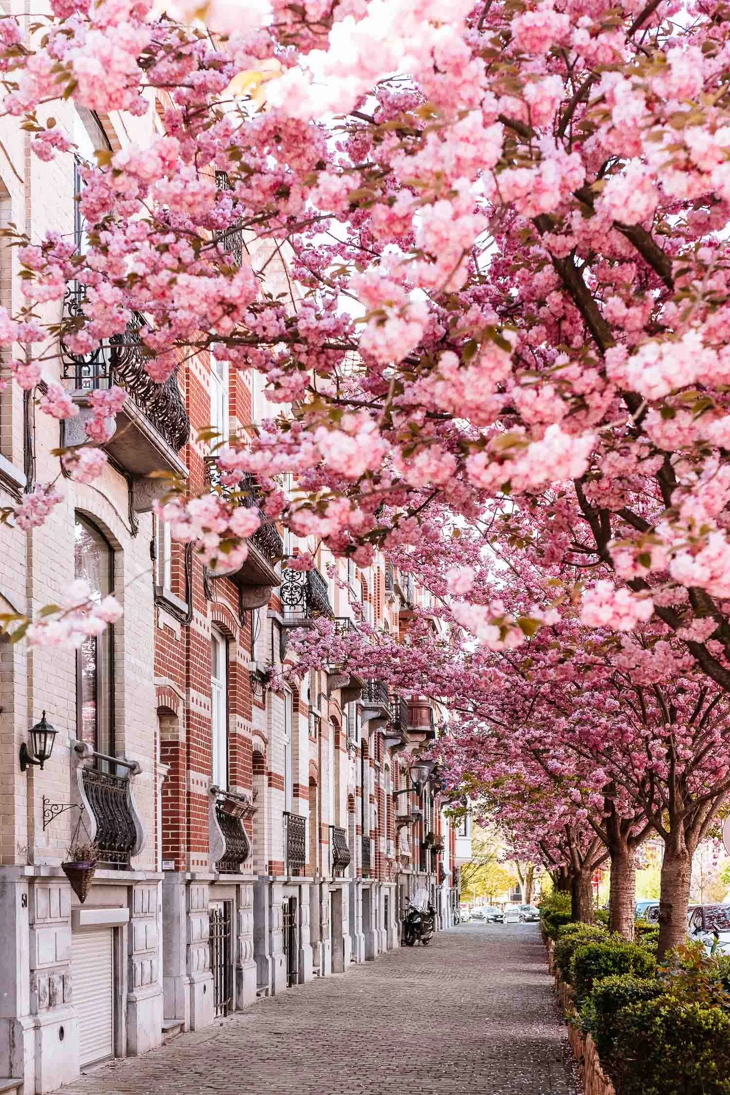 Best places for cherry blossoms in Brussels — briesoldo